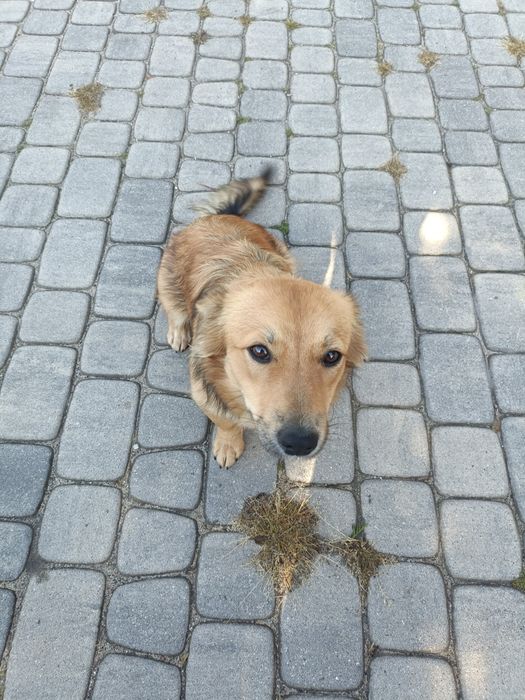 Młoda sunia szuka kochającego i odpowiedzialnego domu