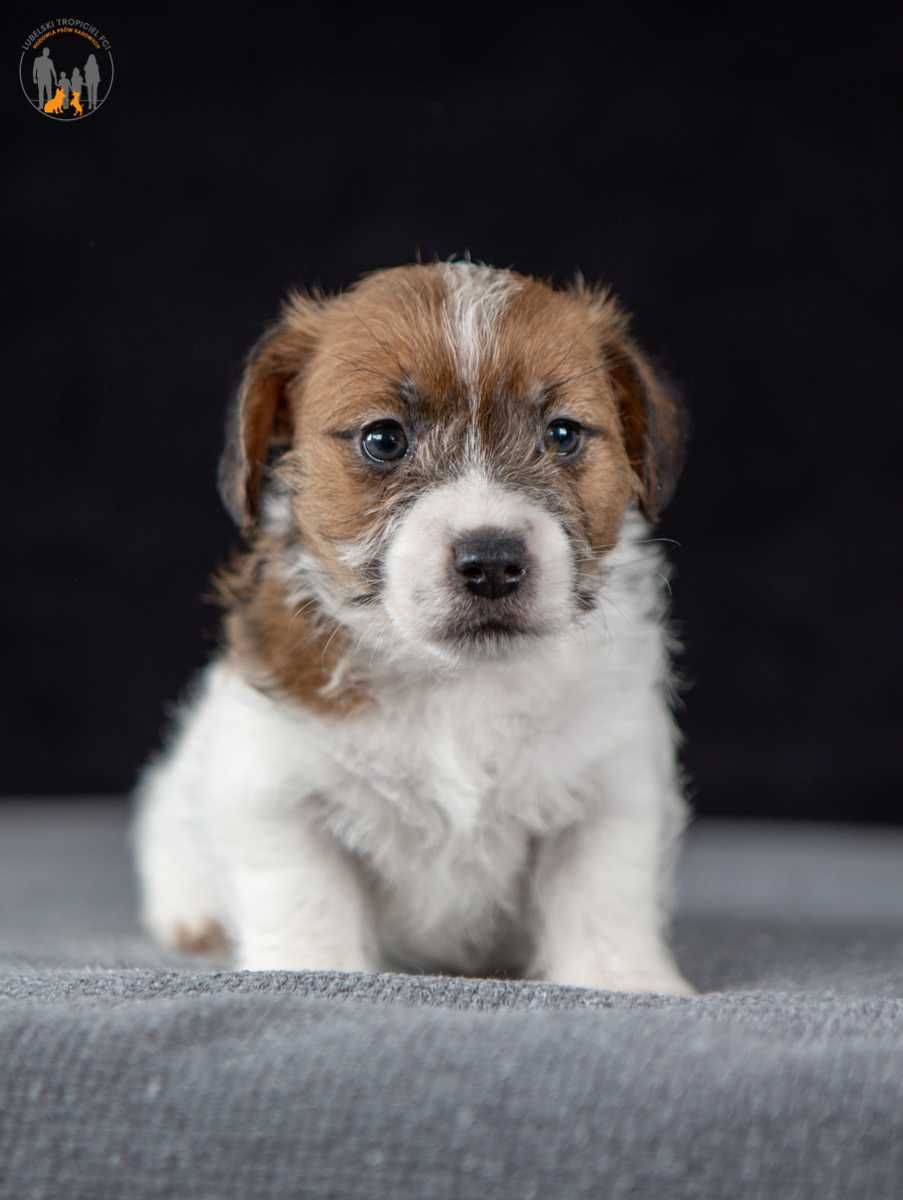 Jack Russell Terrier ZKwP FCI