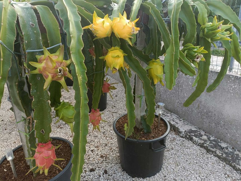 Estacas de Pitaya / Dragon Fruit / Fruta do Dragão