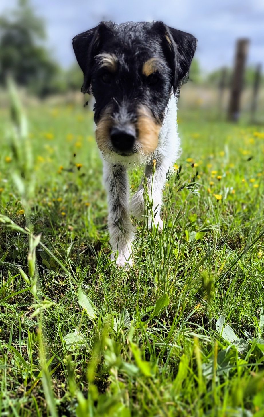 Parson Russell Terrier