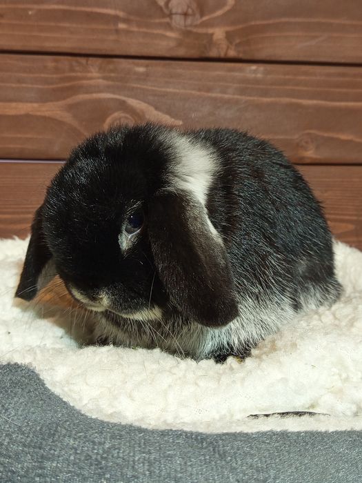 Mini Lop baranek karzełek baranek miniaturowy