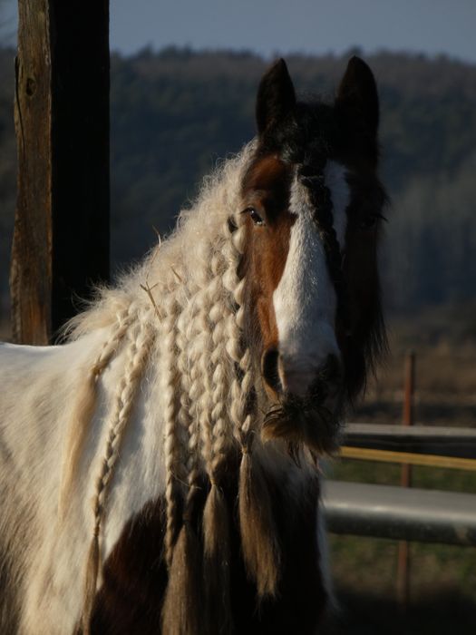 Sprzedam klacz irish cob