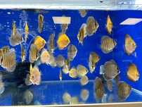Paletki Dyskowce Discus mix odmian ok. 8cm