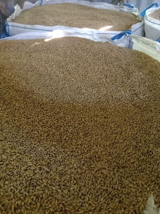 Продам ячмінь ,ячмінь,ярий ячмінь ,пшениця озима