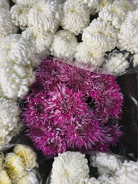 Chryzantemy wielkokwiatowe