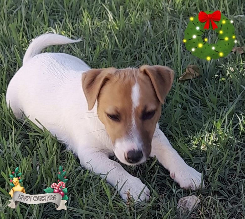 Jack Russell Terrier com Pedigree e Afixo