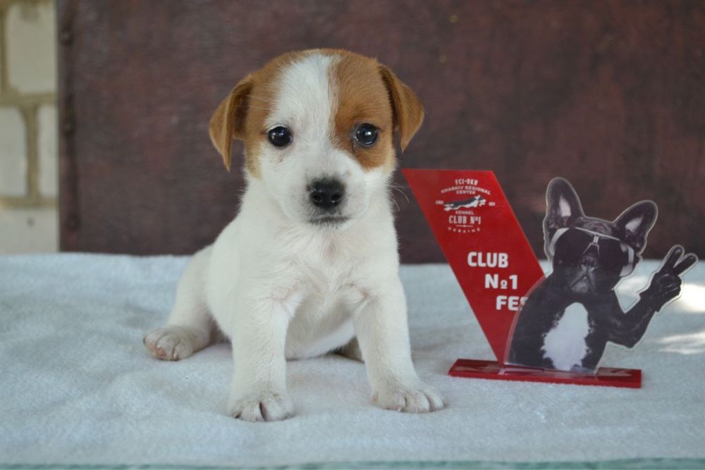 Цуценята Джек Рассел Терʼєр