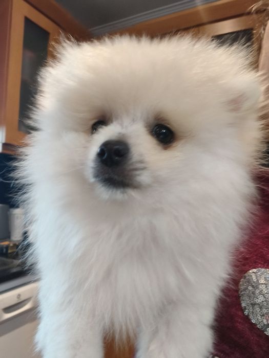 Spitz alemão menina