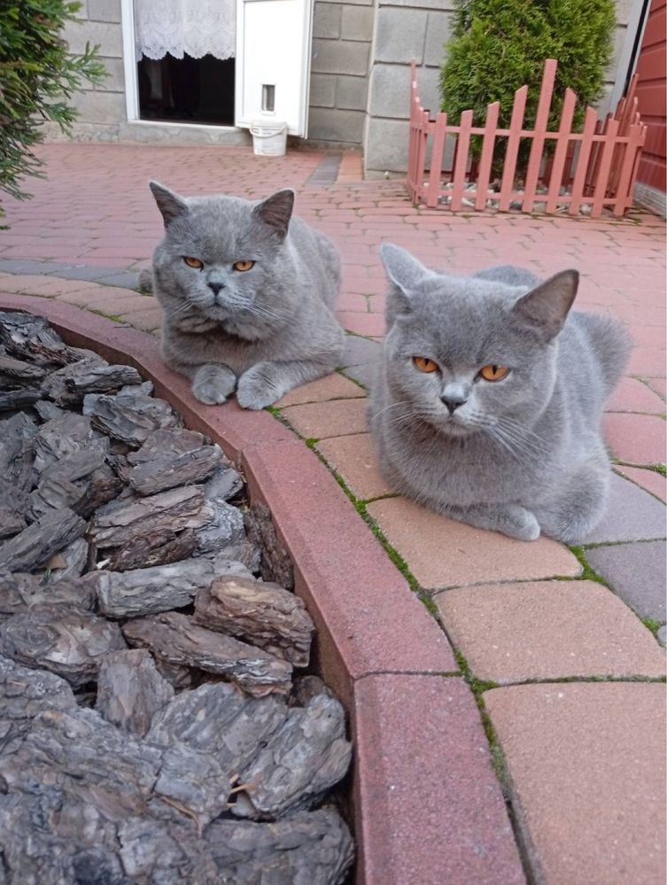 Британські котята