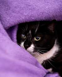 Przestraszona kotka Wirka czeka na dom, w którym przestanie się bać