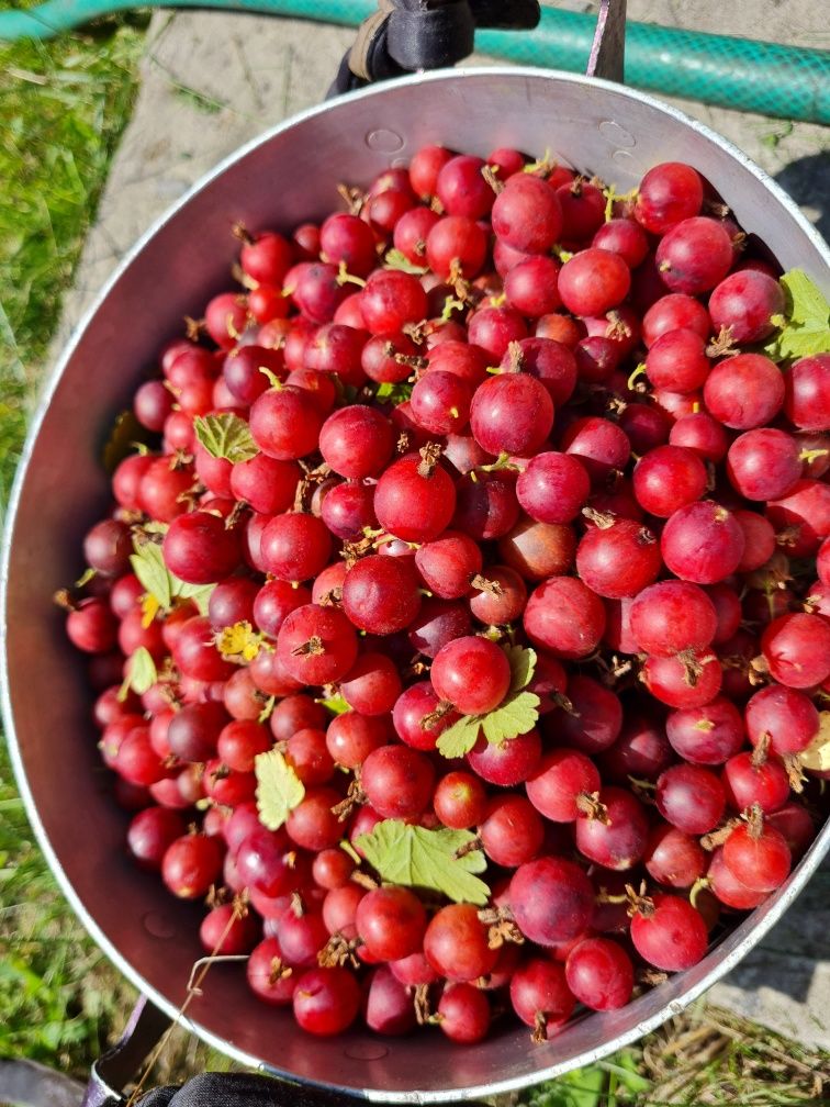 Продам ежевику, малину, смородину, йошту, крыжовник, годжи.
