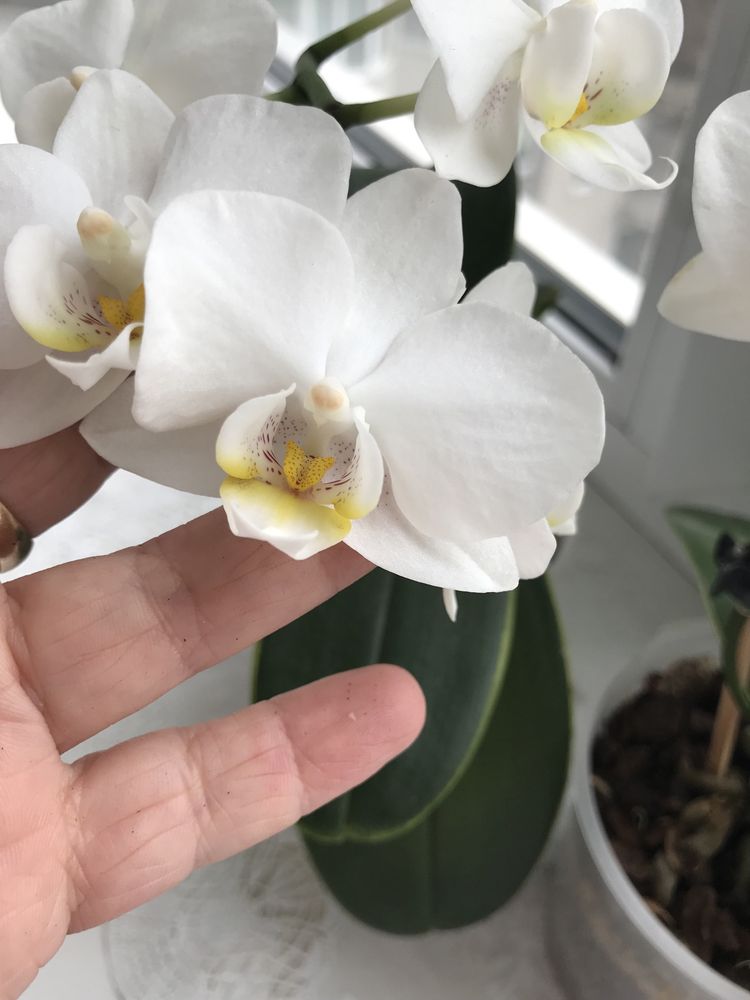 Орхидея  миди