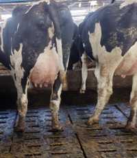 22.03 (środa) Nowa dostawa 65 krów mlecznych z dużej obory w Niemczech