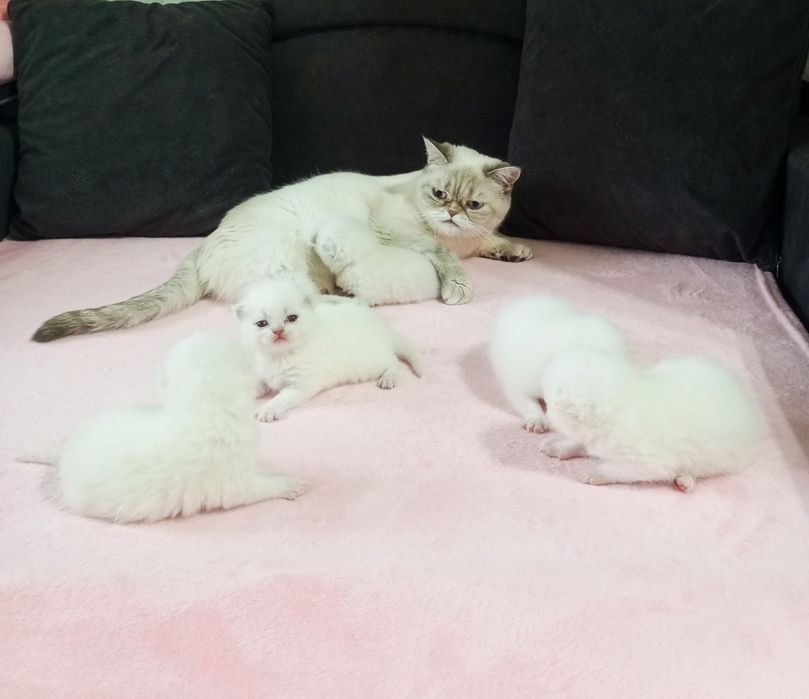 Шотландські котята