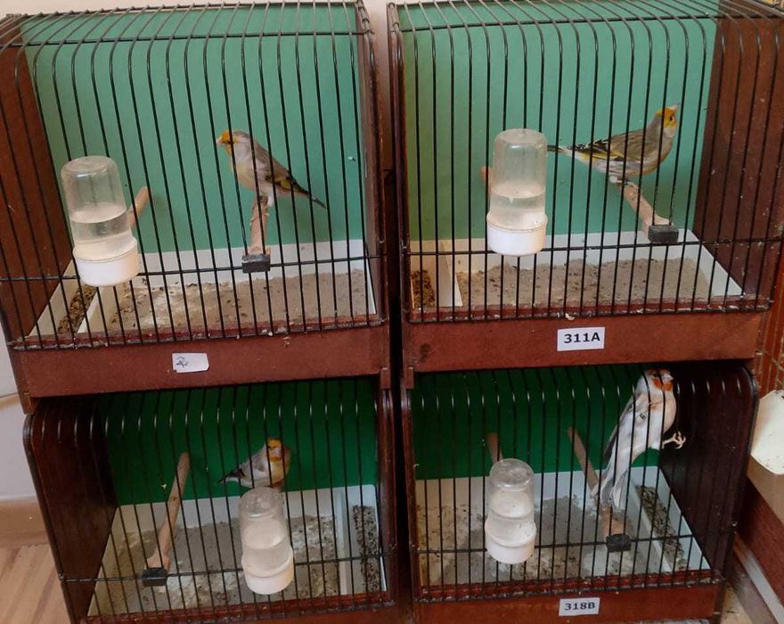 Bastardy po Szczygle majorze