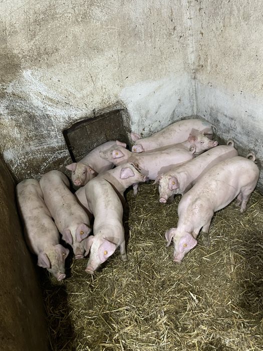 Prosięta 8sztuk ok35kg