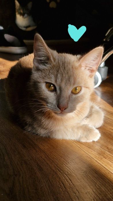 Котик шукає дім!