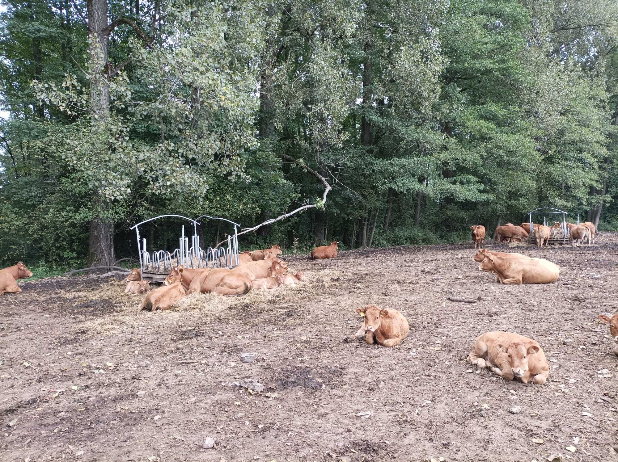 Sprzedam krowy i jałówki Limousine