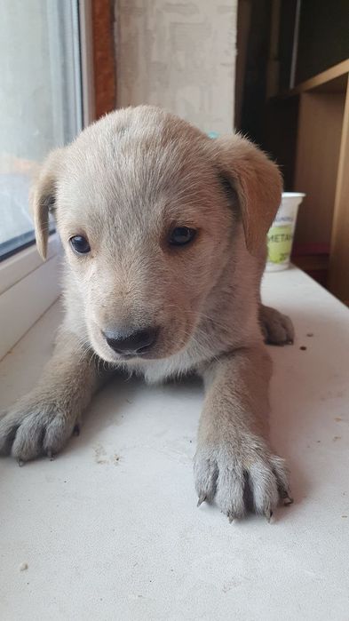 Місячне щеня хлопчик в пошуках дому