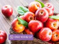 Яблуня саджанці: гарантована якість
