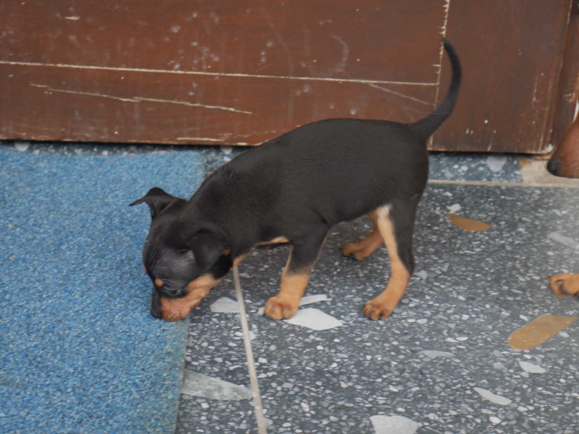 Pinczer Miniaturowy -Piesek