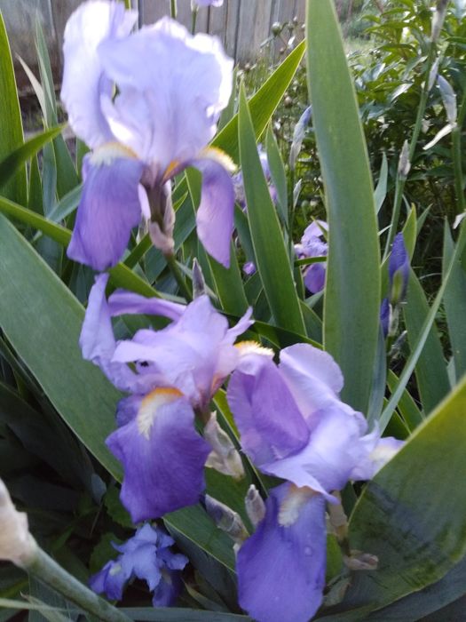 Пион, Папоротник,калина,ирисы,хоста,лилии, лаванда