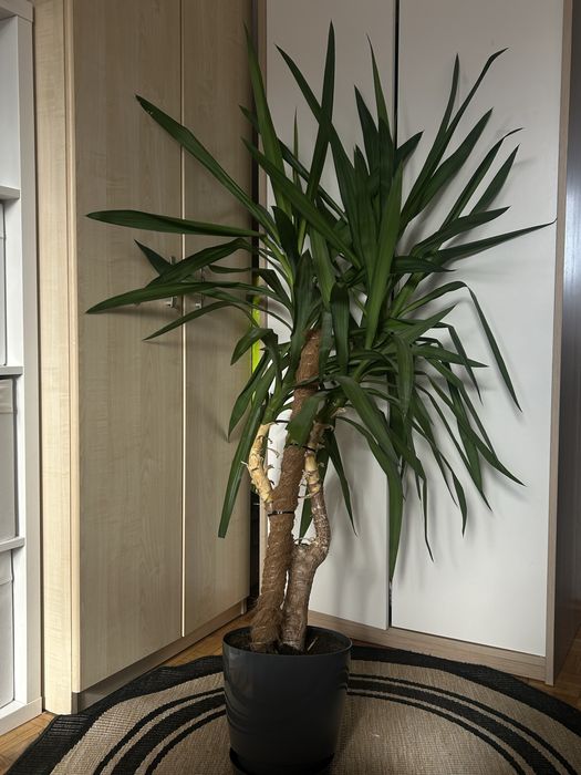 drzewko JUKA (jukka) 140 cm - palma, roslina domowa, doniczkowa