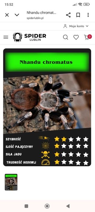 Nhandu chromatus samica+terrarium