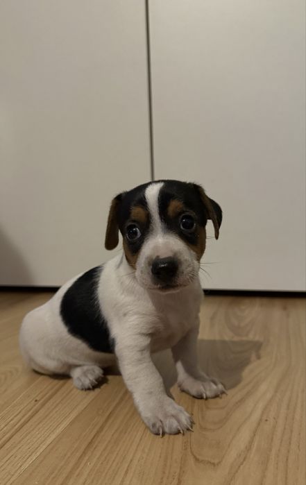 Suczka szczeniak Jack Russell Terrier