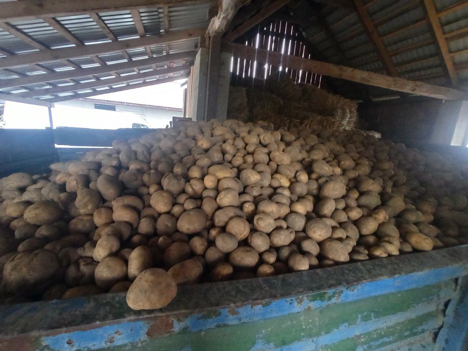 Sprzedam ziemniaki paszowe, tanio!