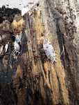 Isopody Cubaris Armadillidium Porcelio Dairy Cow Panda Red Koi