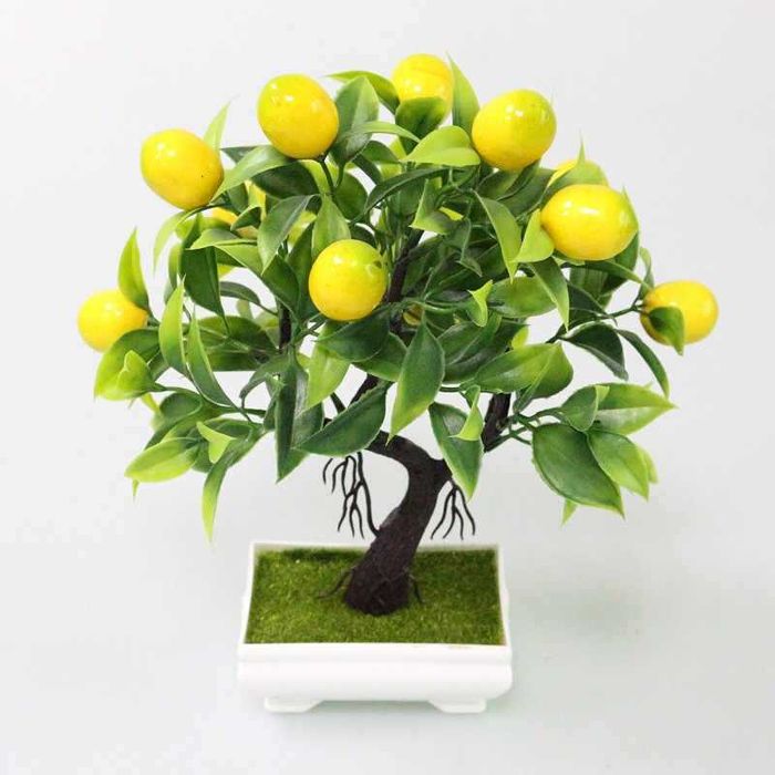 Plantas Bonsai de Frutas cítricas