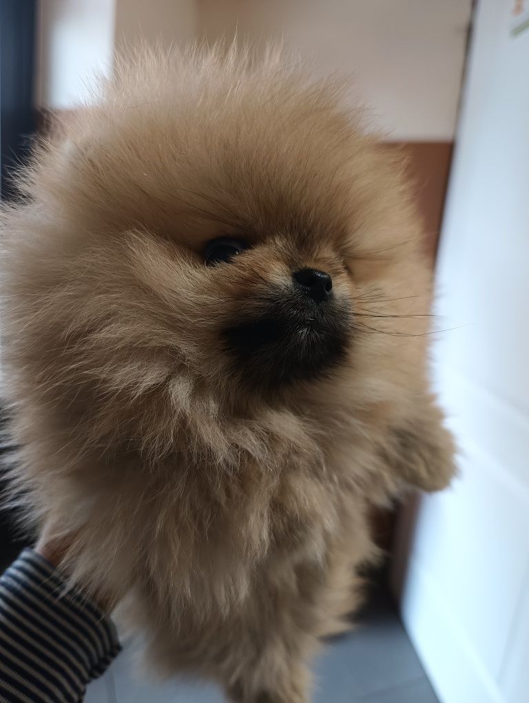 Pomeranian xxs suczka po FCI