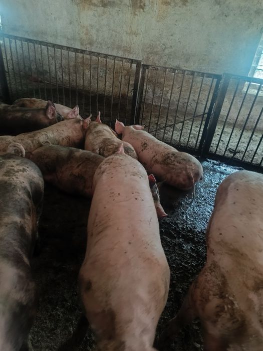 Свині живою вагою