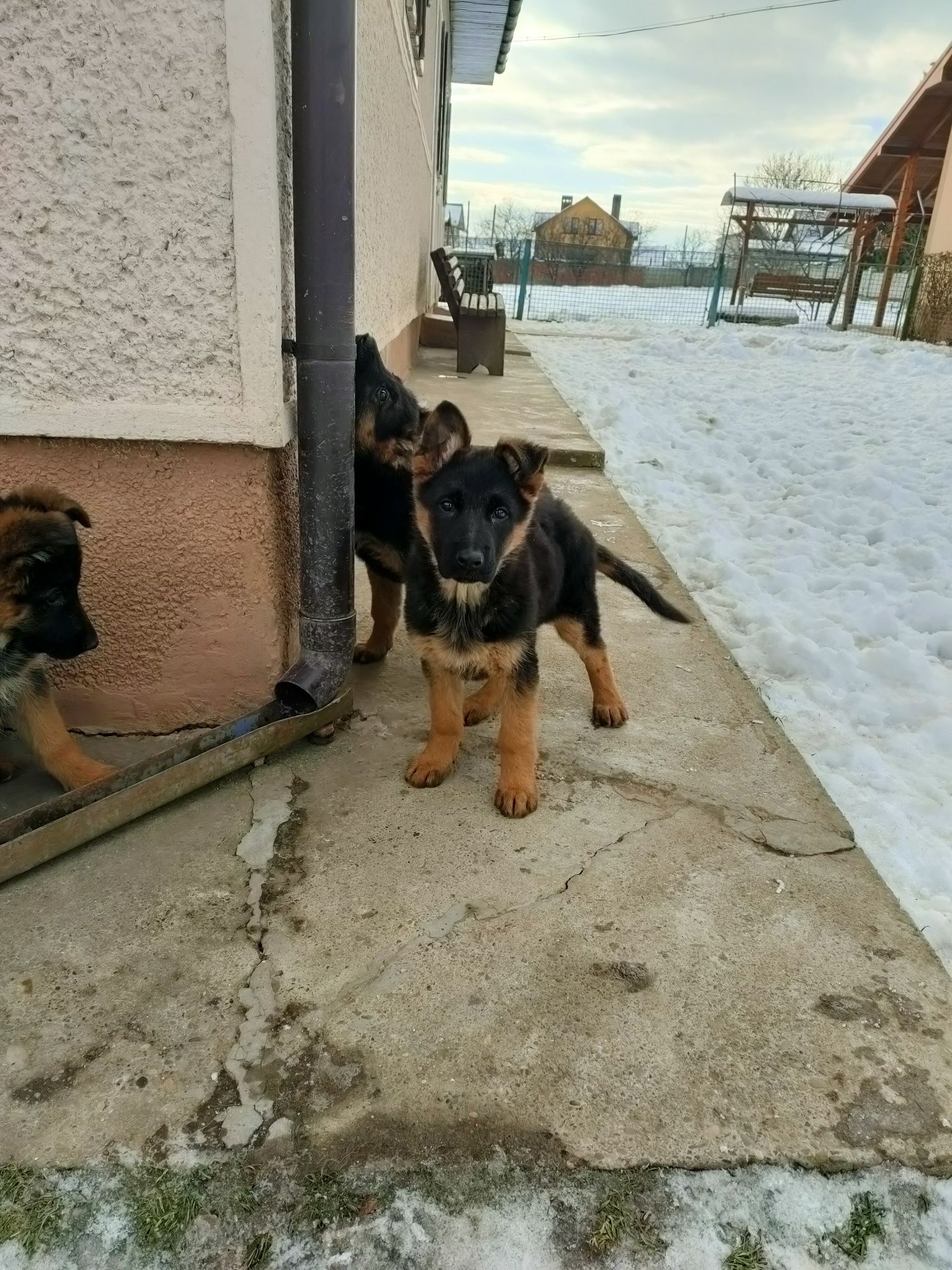 Продаються дуже гарні цуценята