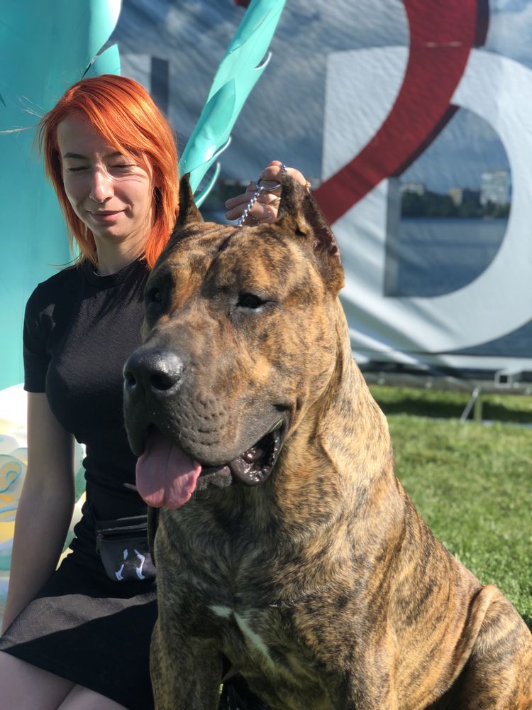 Открыт для вязок канарский дог Presa Canario