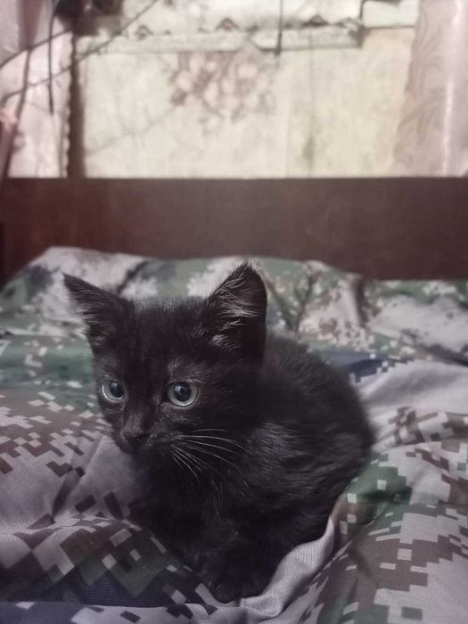 Очень красивые котята