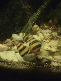 Ślimaki akwariowe  helenki