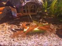 Ancistrus Sp.RED