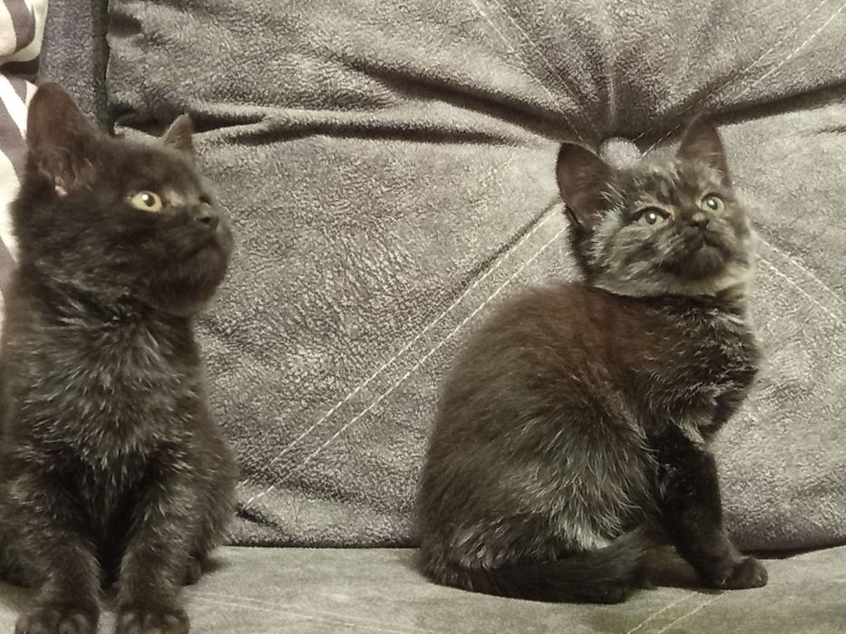 Дві красуні шукають родину