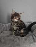 Kocurek Maine Coon