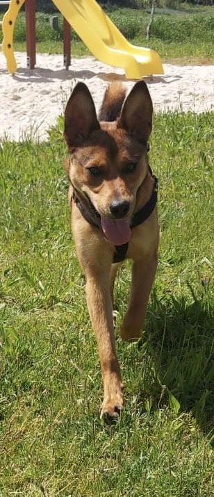 Zeus, patudinho com 10 meses para adoção responsável