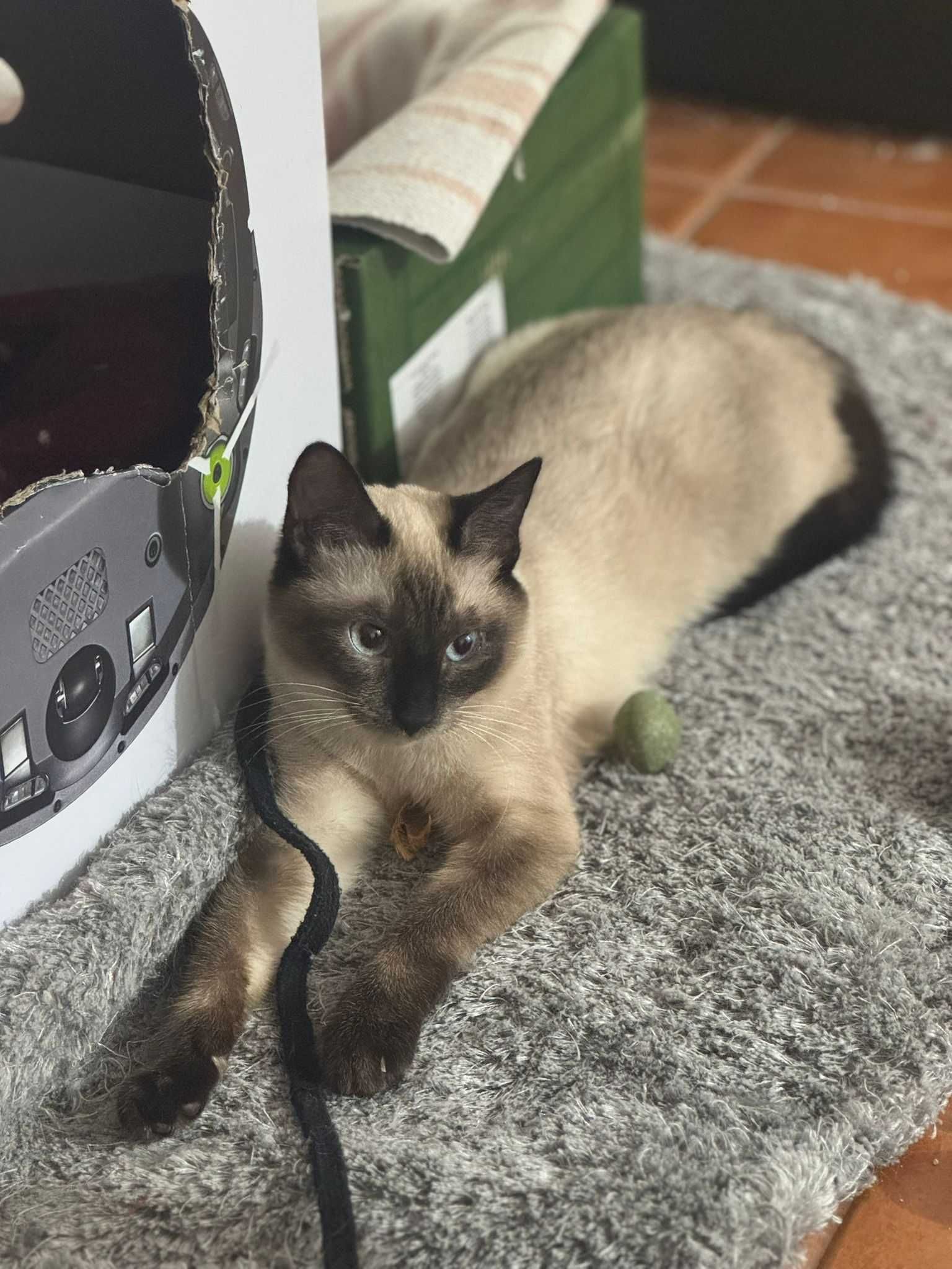 ESTERILIZADA | Gata juvenil, vacinada, FIV (-) e FELV (-) para adoção