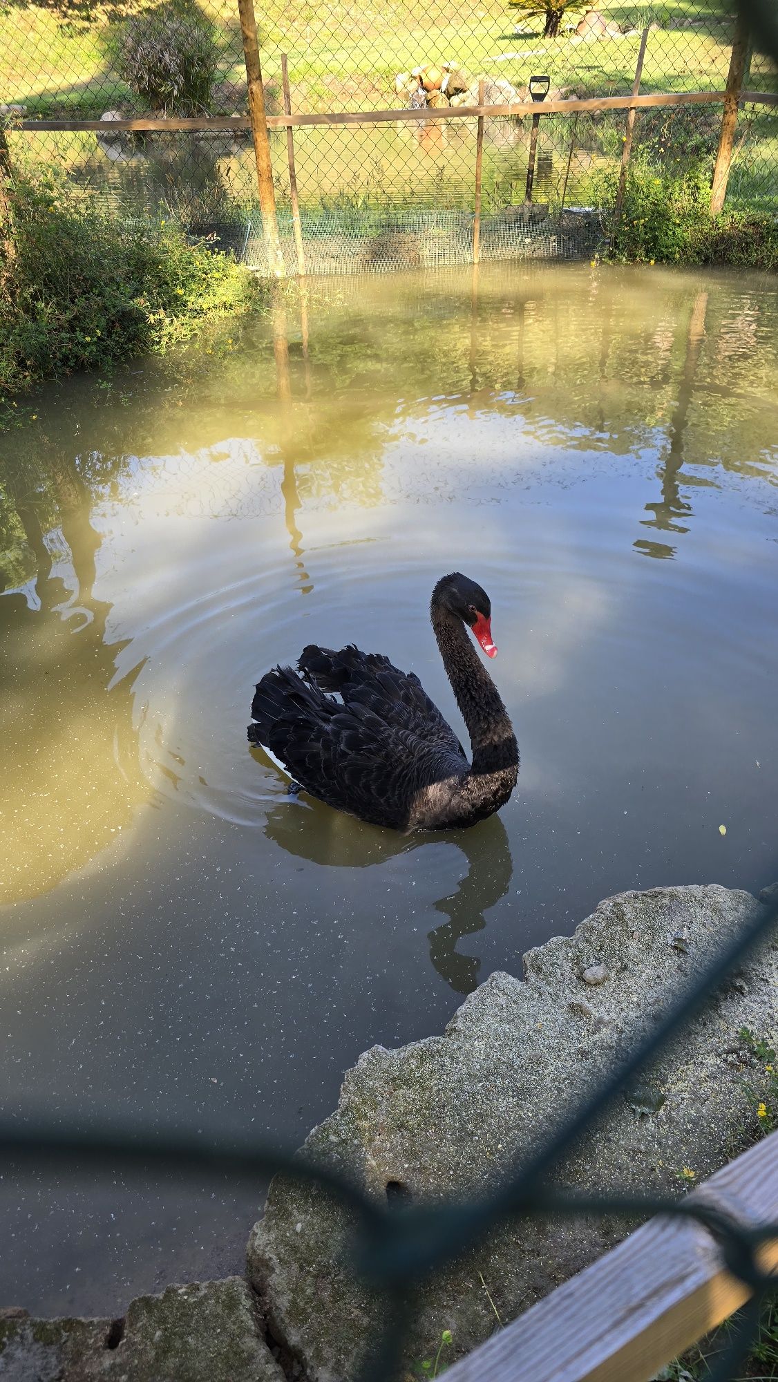 Vendo  cisne preto...