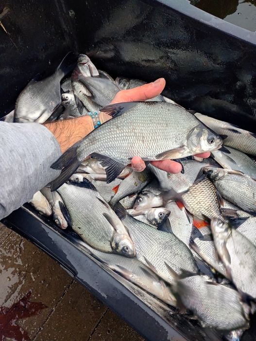 Leszcz 30 cm . Sandacz , Miętus , Szczupak .