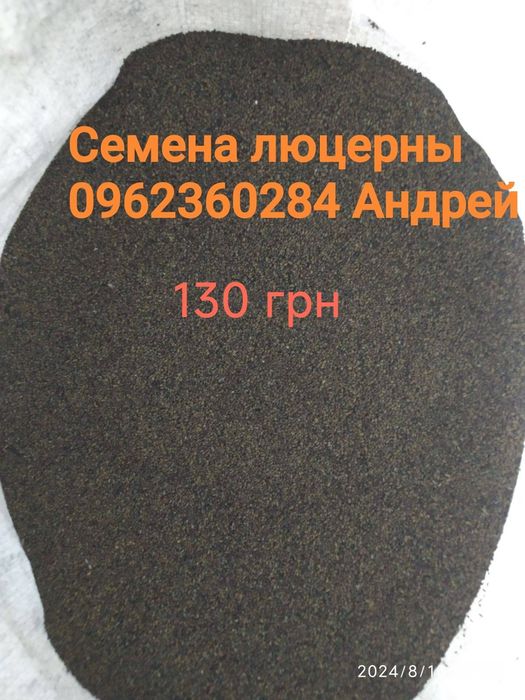 Продам насіння люцерни Надія