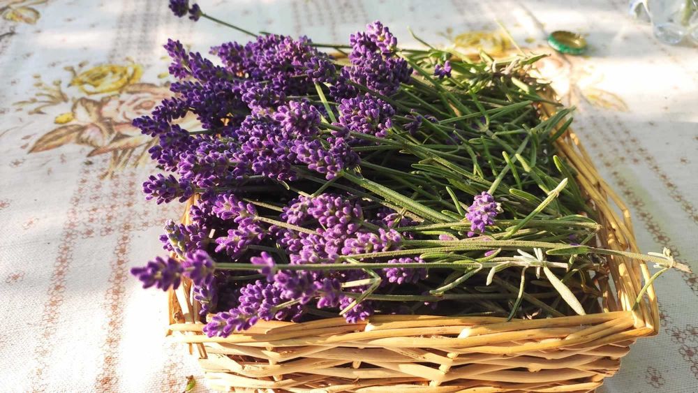 lawenda suszona woreczek - 3 szt zapach do szafy, samochodu