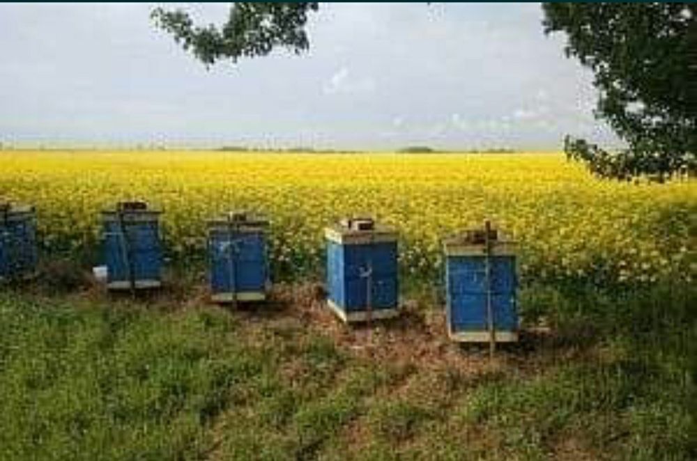 Miód rzepakowy z 2023 roku