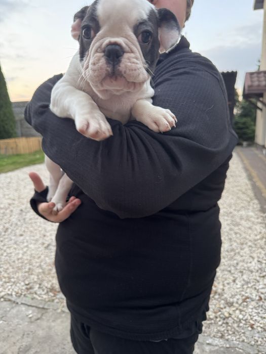 Suczka buldog francuski