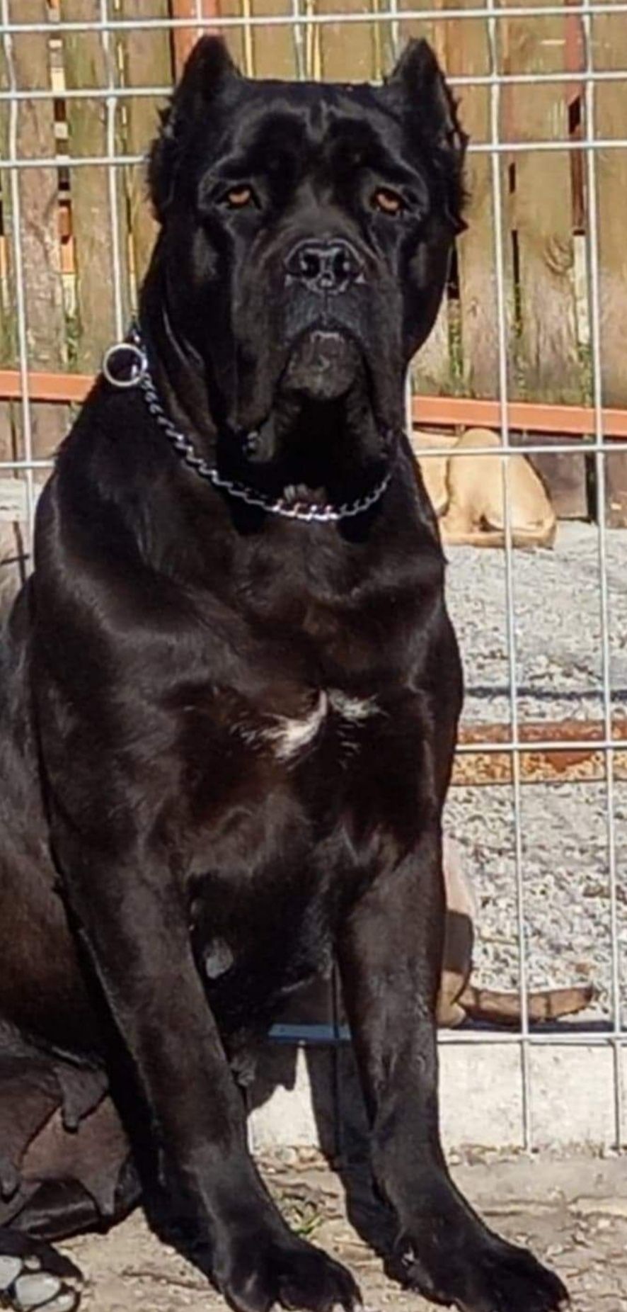 Cane corso suczka FCI